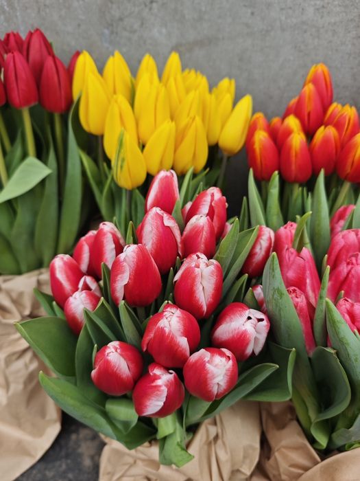 Тюльпаны оптом высшего качества