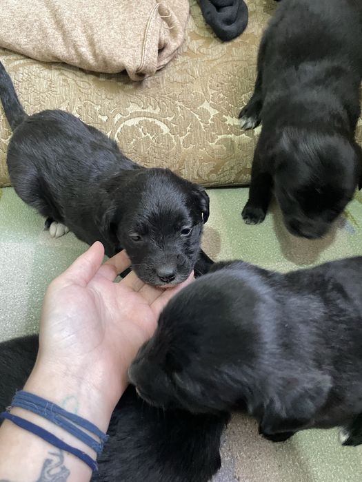 Шенки , злые 4 девочки 3 мальчика