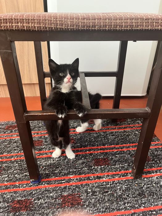 Котенок отдадим в хорошие руки