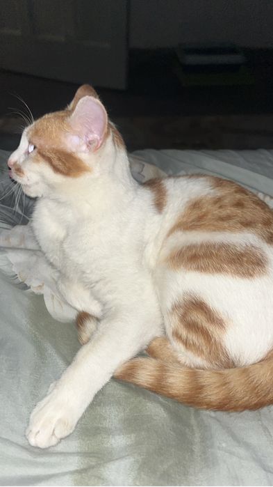 Котик в добрые руки