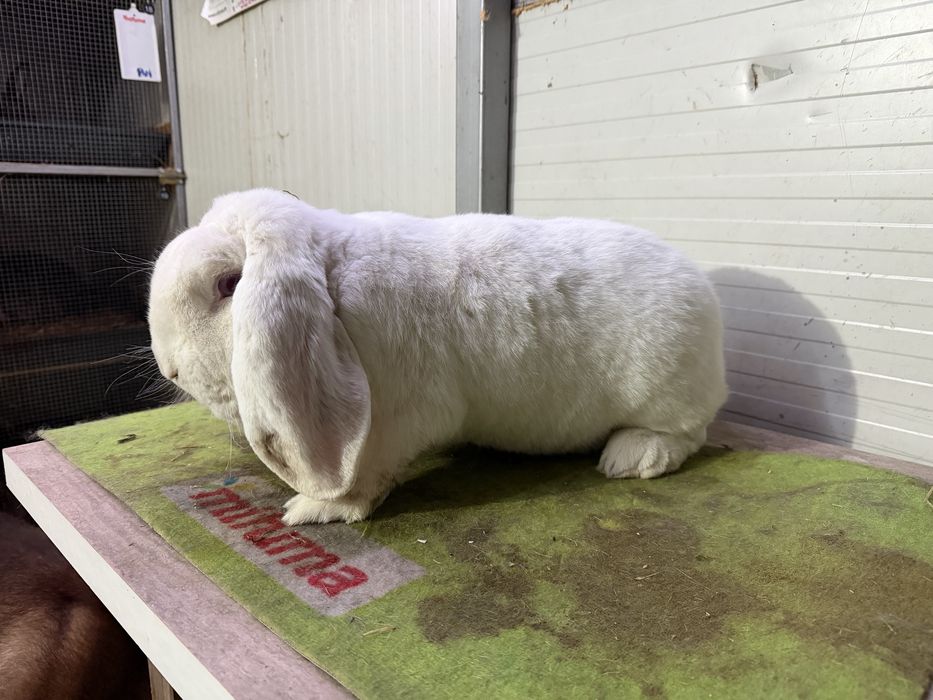Iepuri berbec german mascul femela pui