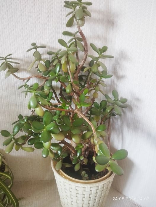 Продам комнатные растения