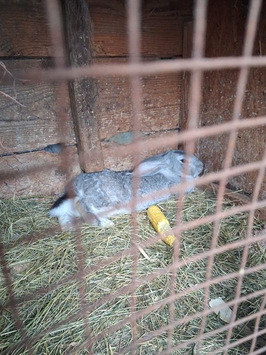 Iepuri de carne crescuți bio