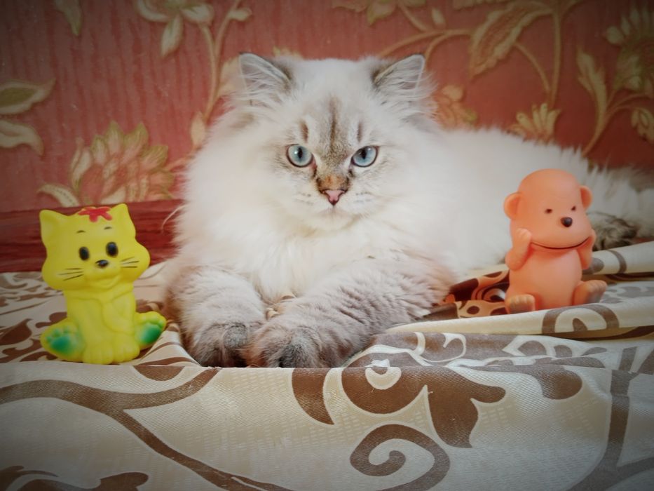 Роскошный Скоттиш Страйт Хайленд поинт ВЯЗКА скидка