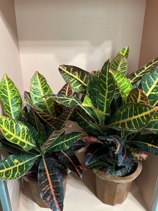 Комнатные цветы.