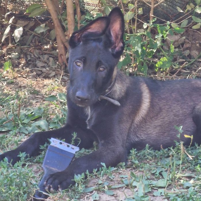 Ciobănesc belgian malinois