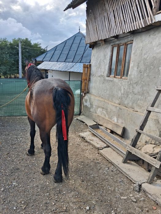Vand 2 cai tineri unul in varsta de 7 ani,iar celalalt 2 ani. Cel de 7 ani este castrat