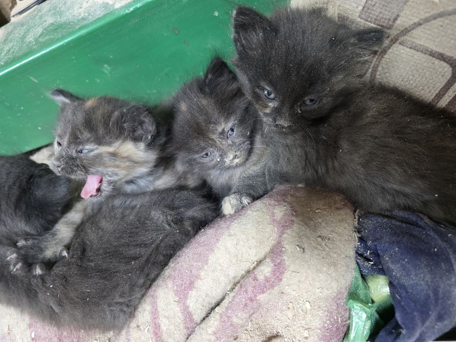 Отдам котят в добрые руки