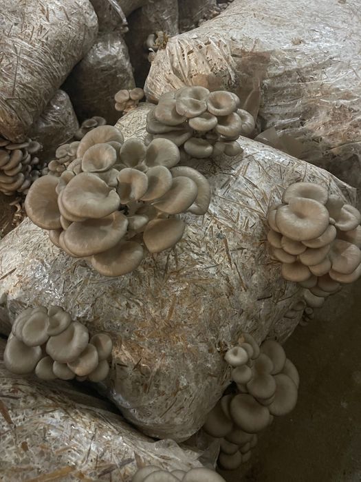 Pleurotus Bihor de vânzare