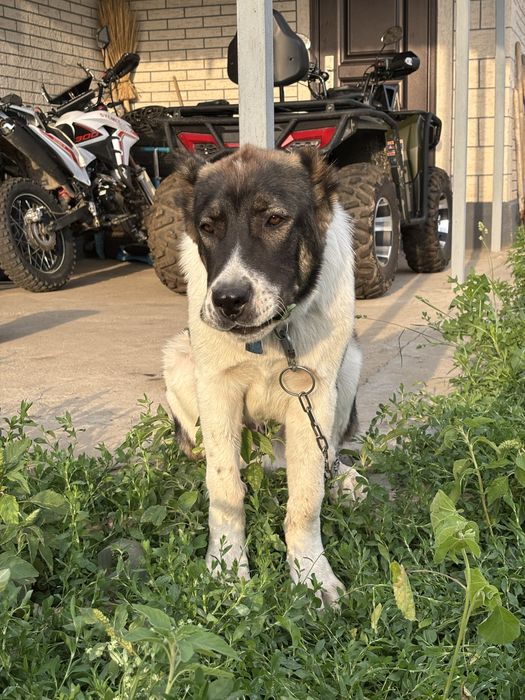 Продам алабая 6 мес