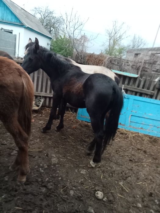 Продам молодых лошадей