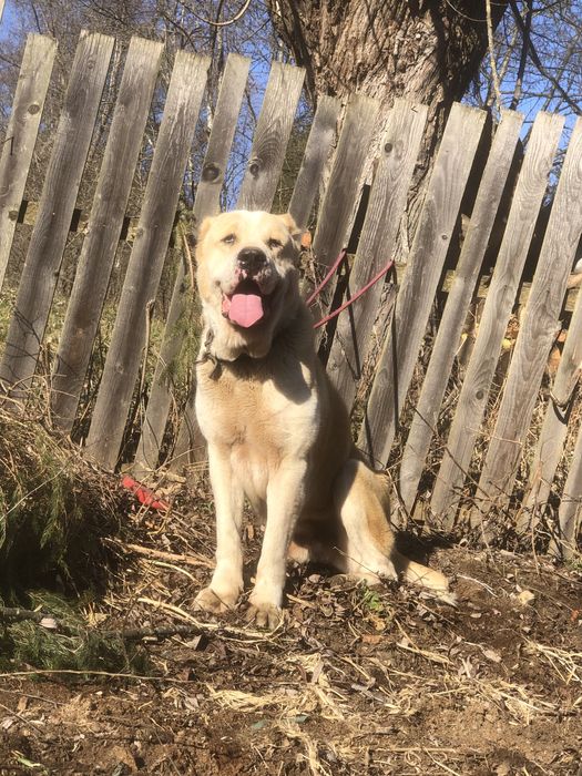 Disponibil mascul asia centrala