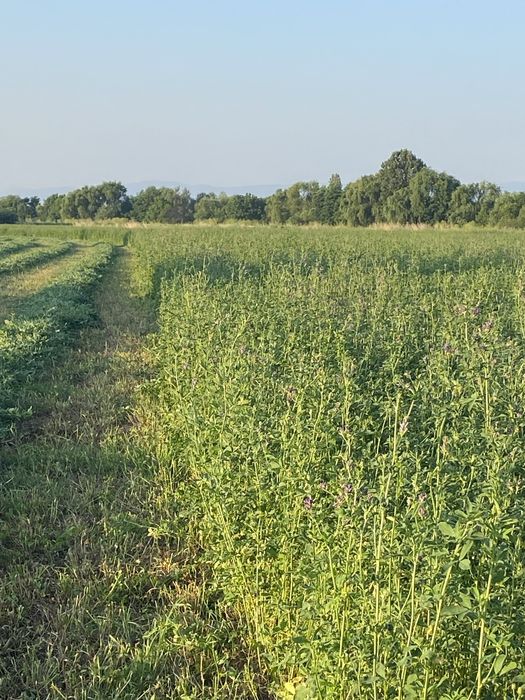 Рулонки ечимична