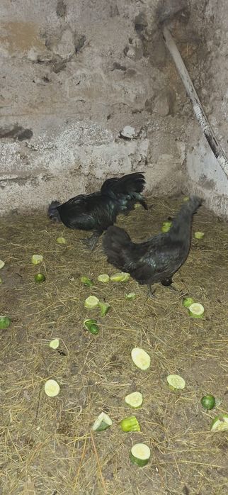 Ayam Cemani tineret