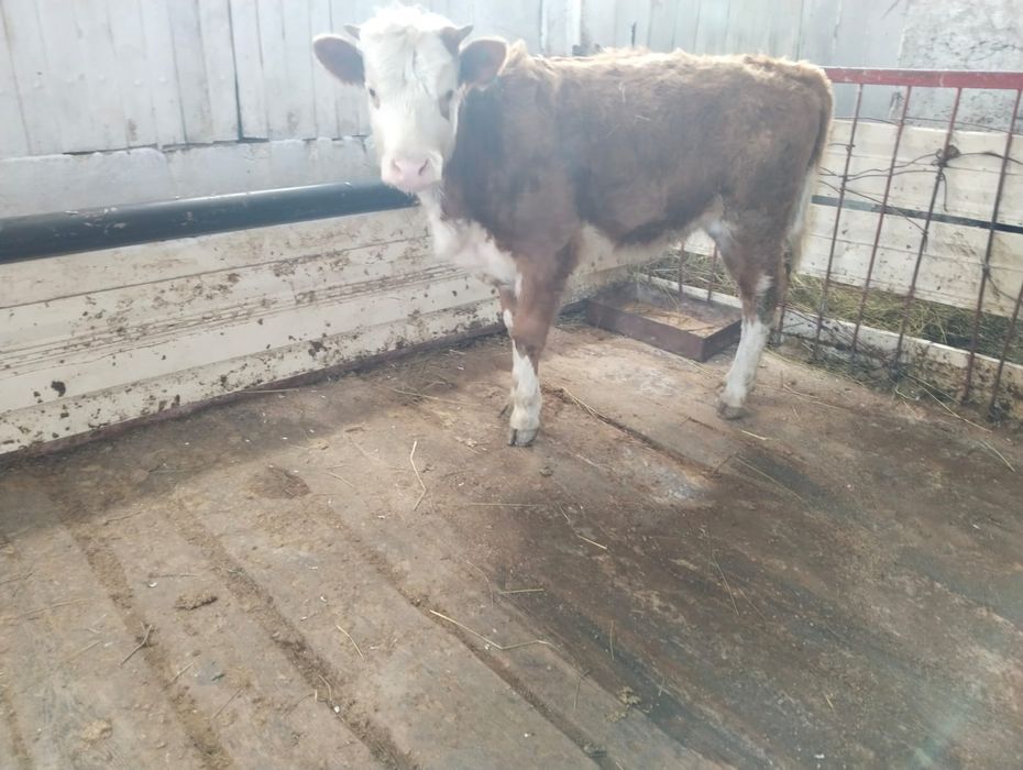 Продам семментальскую тёлочку