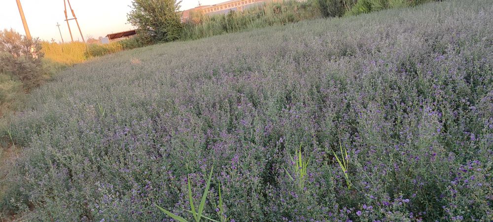 Beda sotiladi 12 sotox KELISHAMIZ