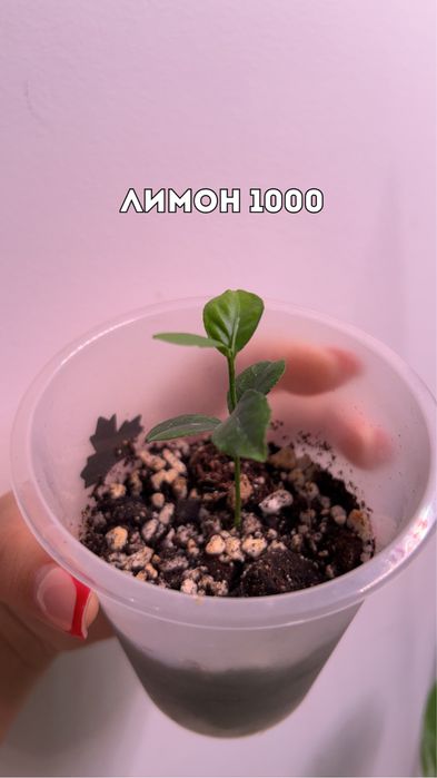 Цветы, комнатные растения
