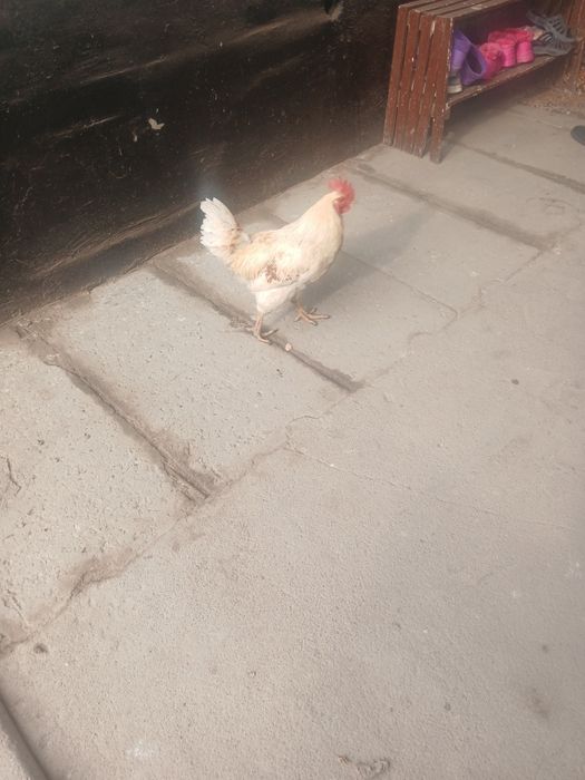 Продам петушков молодые