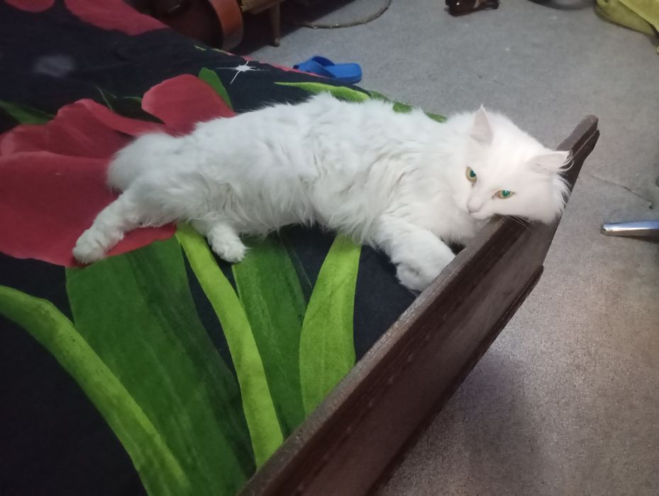 Отдам кота и кошку