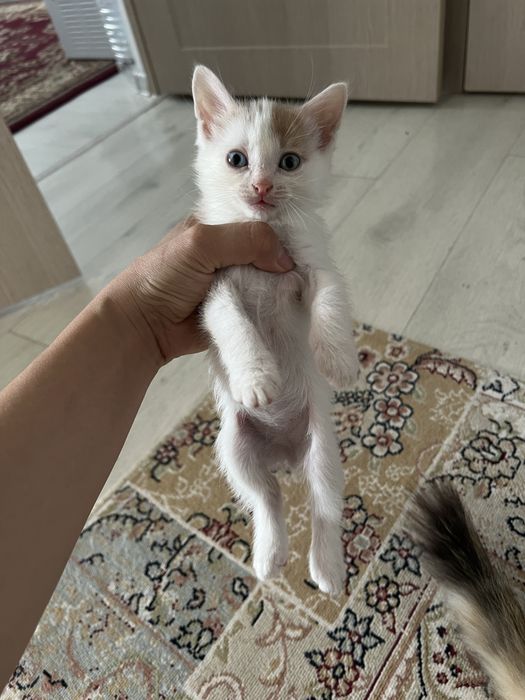 Котенки есть 1,5 месяцов девочка и мальчик