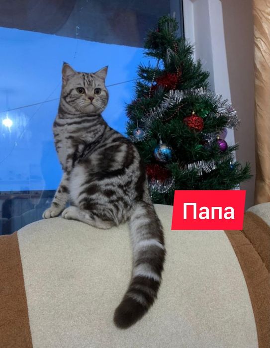 Шотландские котята