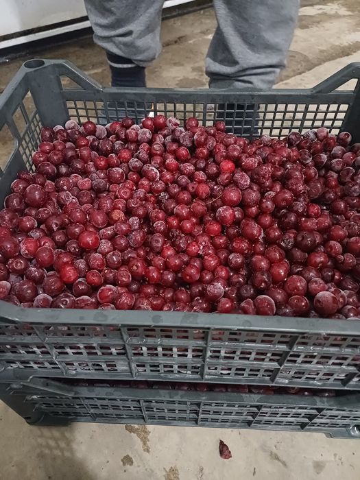 Вишня замороженная