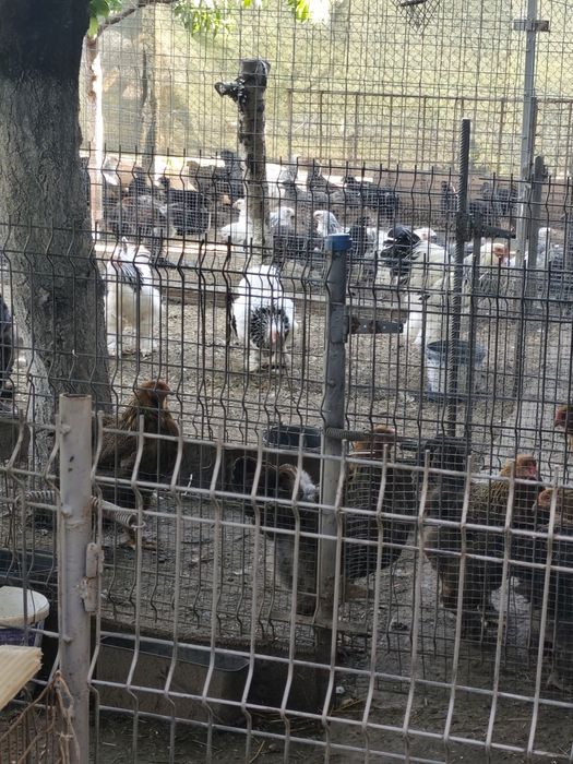 Vând păsări și puii de rasă Brahma