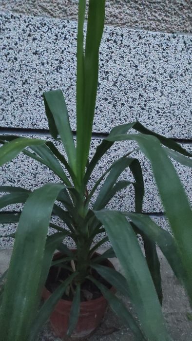 Палма Юка, висока 70 см