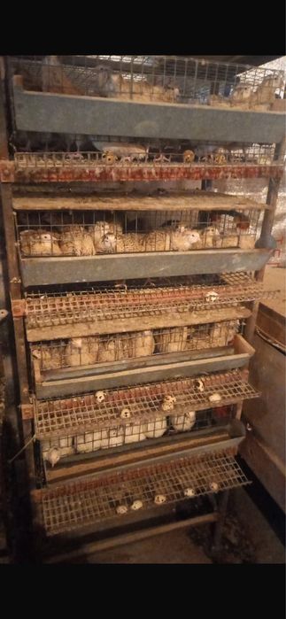 Бөденелер сатылады.