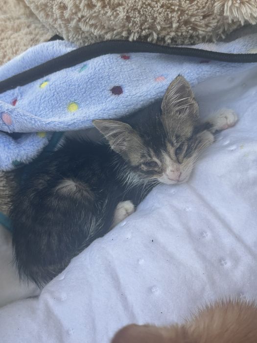 Подарявам малки котенца