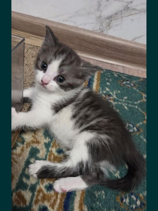 Отдам котят в хорошие ручки