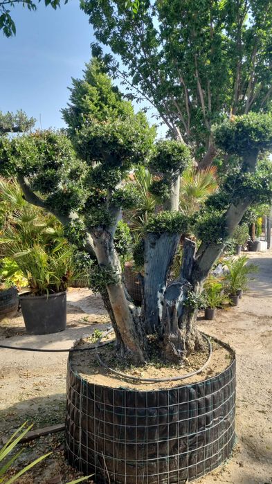 Maslini bonsai seculari 100 pe stoc rezistenti la ger