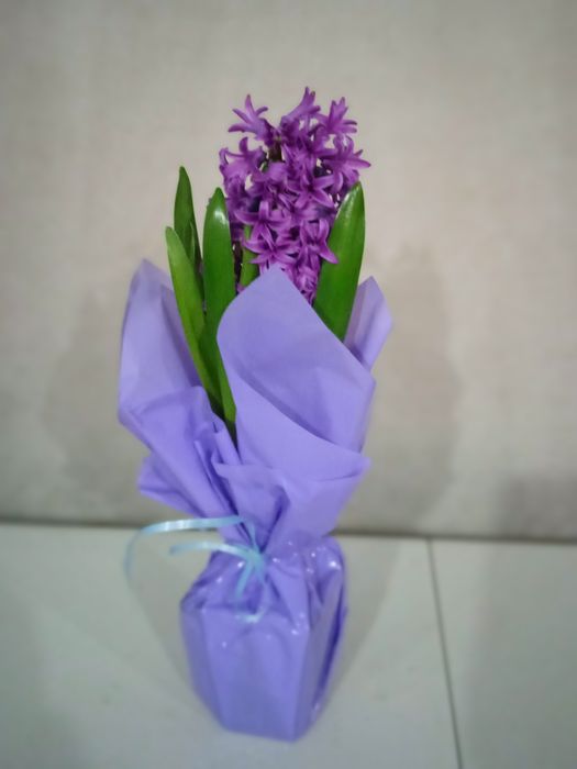 Тюльпаны и гиацинты к 8 марта