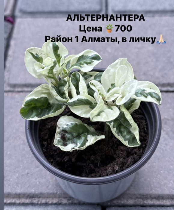 Продам аглаонемы, филодендрум
