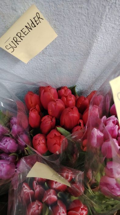 Тюльпаный по оптовой цене