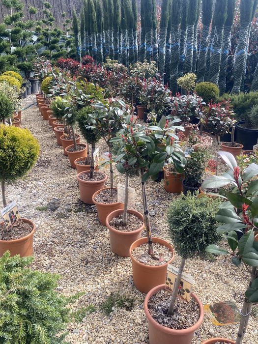 Copăcei pe tijă mai multe