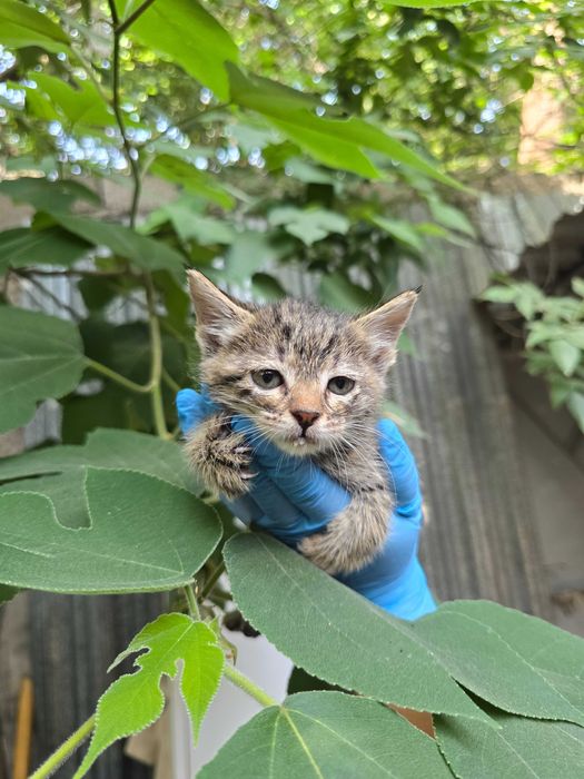 Котята ищут семьи!