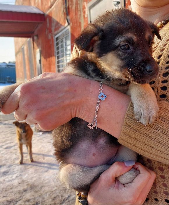 Отдам щенков в добрые руки. ЭКИБАСТУЗ.