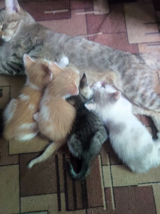 Отдам котят в добрые руки