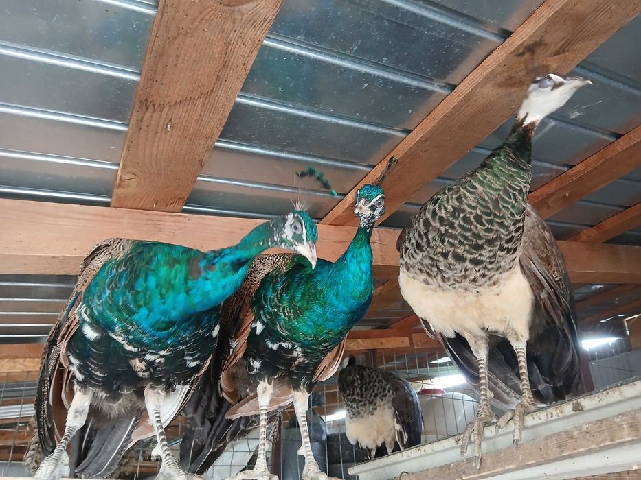 Pauni standard de 1 an si 3 luni