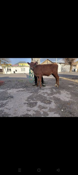 Оптом 3 бузау сатылады