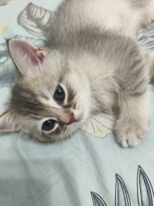 Продаётся котёнок шотландский  Scottish Straight  мальчик