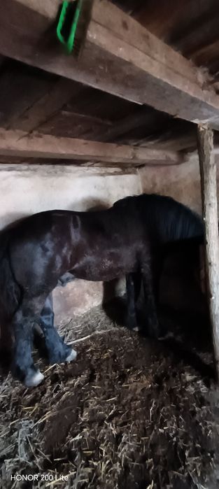 Vând Harmasar de 2 ani