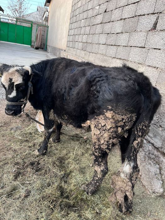 Семиз сиырисатылады