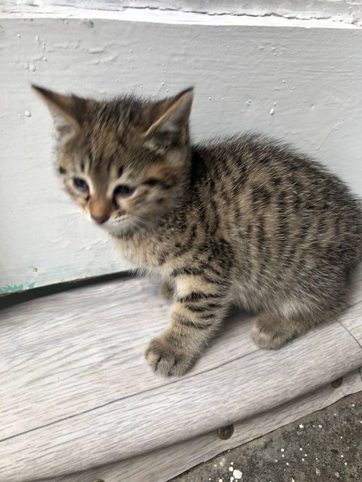 Zotli Mushuk bolari sotiladi