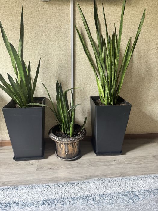 Роскошные сансеверии