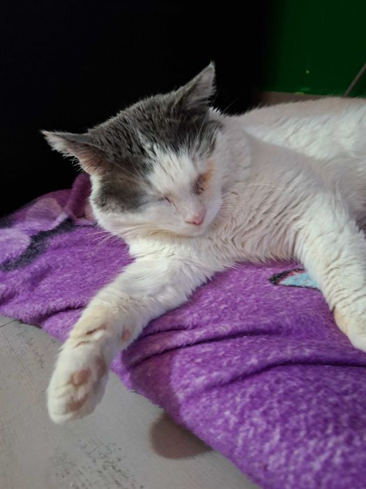 Adoptie motan alb castrat Cristian