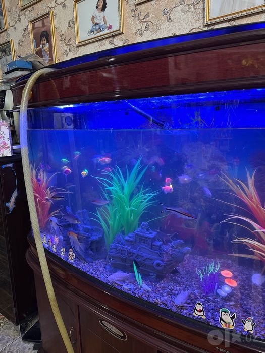 Чистка аквариумов. Обслуживание аквариумов всех видов