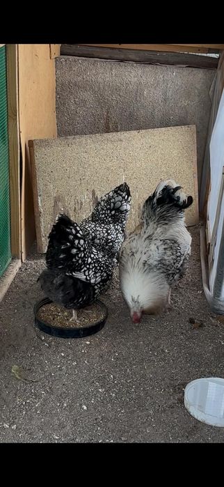 Виандот серебро семейка