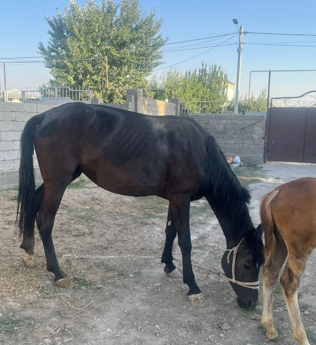 Бие сатылады құлынымен